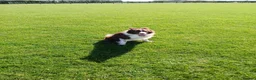 Border Collie dogs for sale: Whiterose Sam in Hull - Advert 2