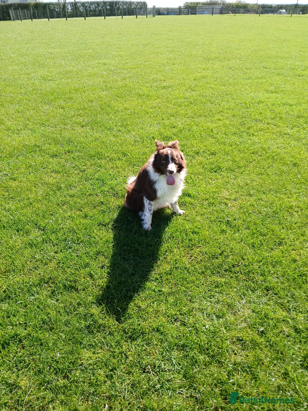 Border Collie dogs for sale: Whiterose Sam in Hull - Advert 2