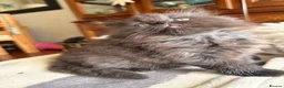 British Shorthair cats for sale: Plush rainbow litter of BSH x SF for viewing  - Advert 15