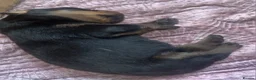 Rottweiler dogs for sale: Rottweiler puppies  - Advert 4