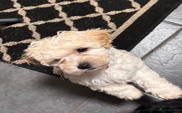 Cockapoo dogs for sale: 3 fluffy miniature cockpoo puppy’s  - Image 30