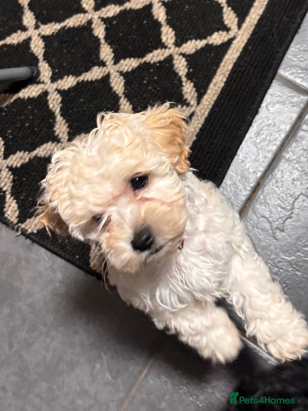 Cockapoo dogs for sale: 3 fluffy miniature cockpoo puppy’s  - Image 30