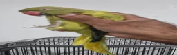 Ringnecks birds for sale: Beautiful rare ringneck talking parrot  - Advert 6