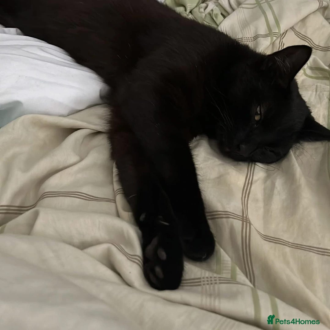 Domestic Shorthair cats for adoption: Binx, 1 year old neutered male  - Image 1