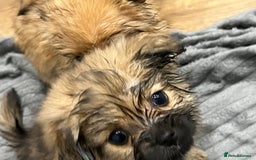 Pomeranian dogs for sale: 3 male pomaranian - Image 3