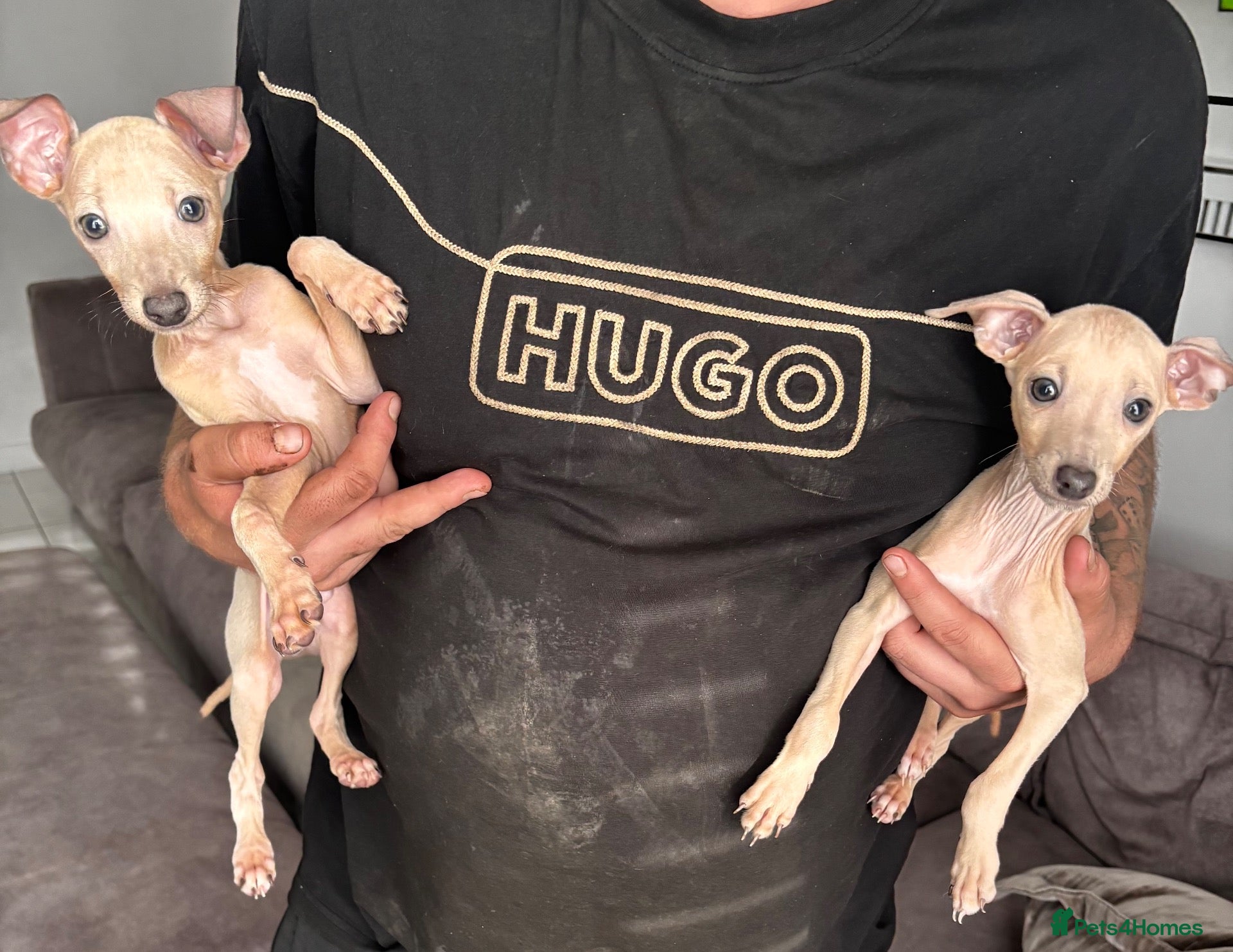 Italian Greyhound dogs *2 Boys Ready to leave now* KC Italian Greyhound - Advert 12