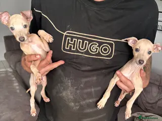 Italian Greyhound dogs *2 Boys Ready to leave now* KC Italian Greyhound - Advert 1