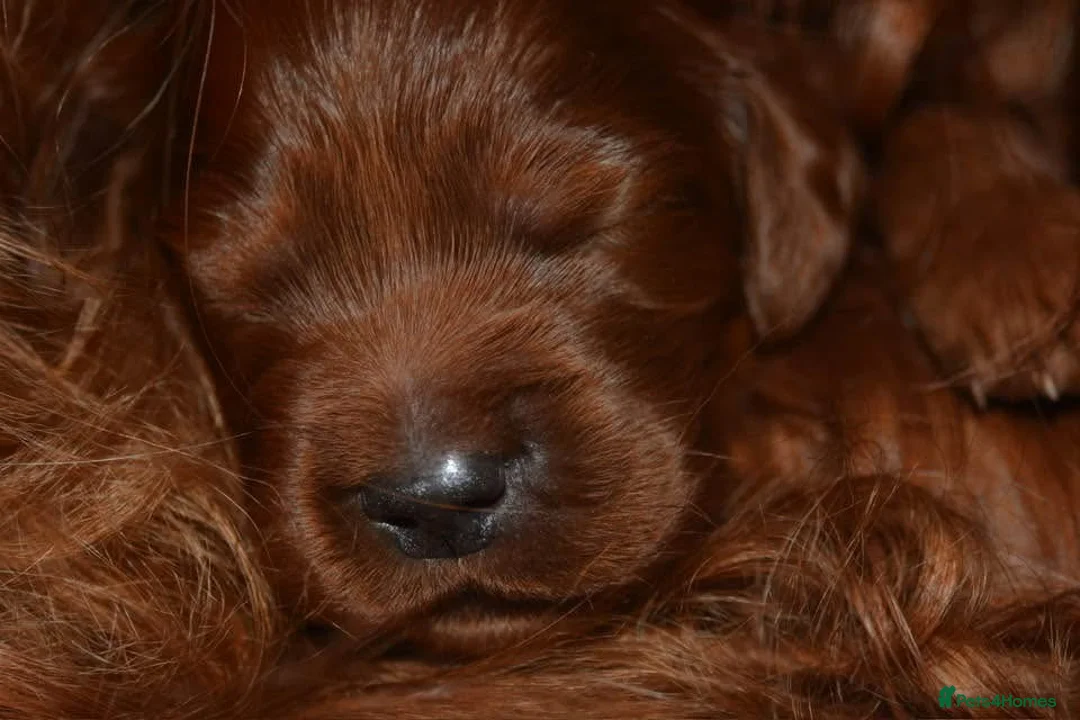 Irish Setter dogs for sale: Quality Irish setter puppies KC Registered - Advert 15