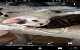 Mixed Breed cats for sale: 6 beautiful kittens - Image 9