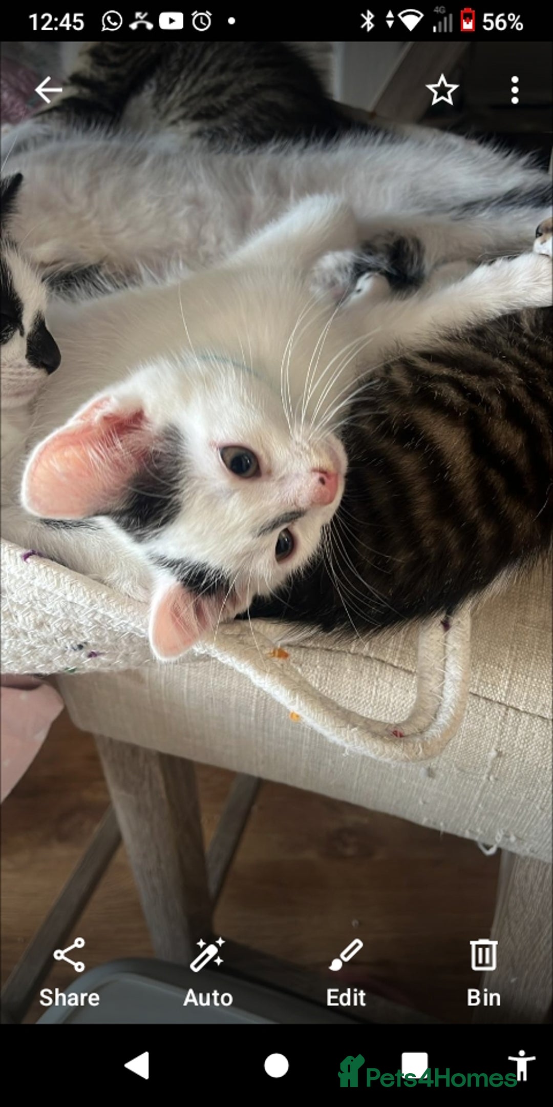 Mixed Breed cats for sale: 6 beautiful kittens - Image 9