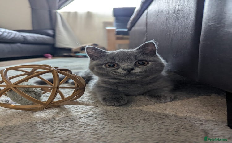 British Shorthair cats - Advert 15