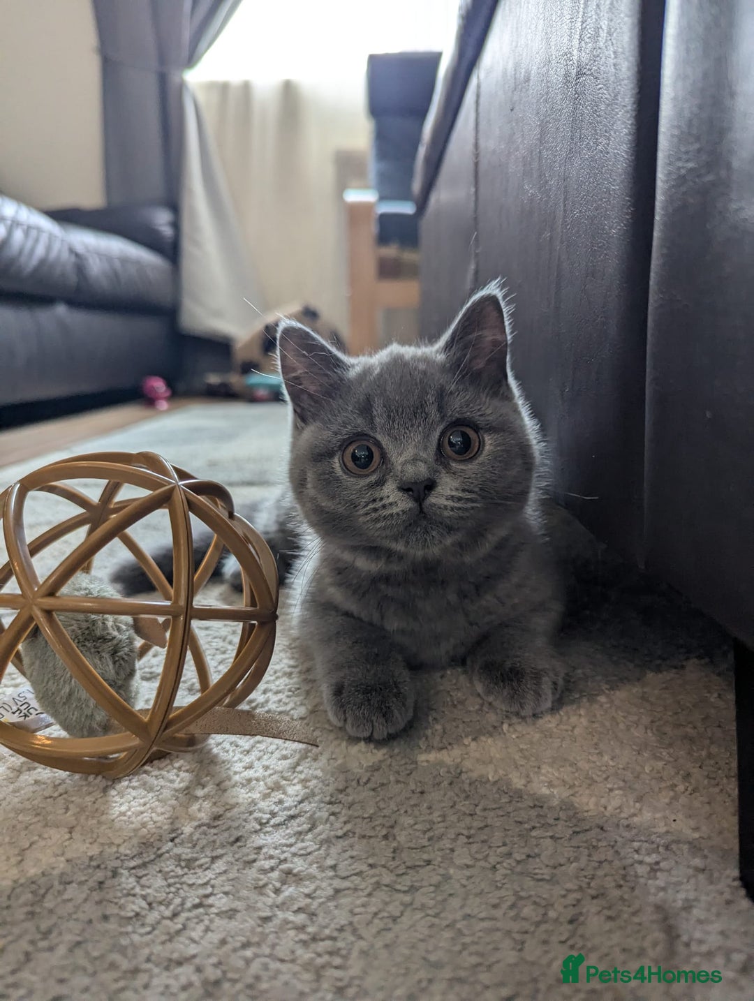 British Shorthair cats for sale: British Shorthair  - Image 1