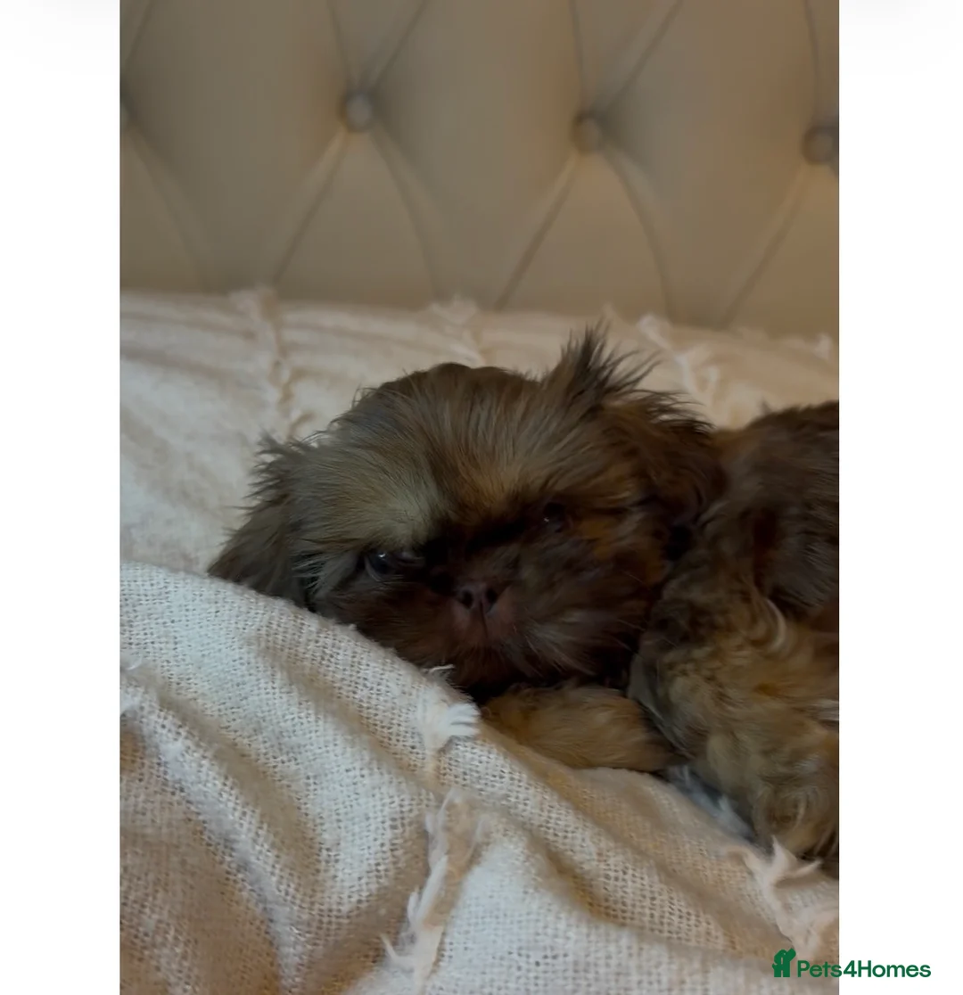 Shih Tzu dogs for sale: Imperial Shih Tzu  - Advert 2