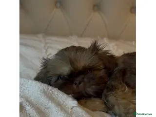 Shih Tzu dogs Imperial Shih Tzu - Advert 16