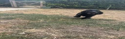 Cocker Spaniel dogs for sale: Black cocker spaniel male pup  - Advert 5