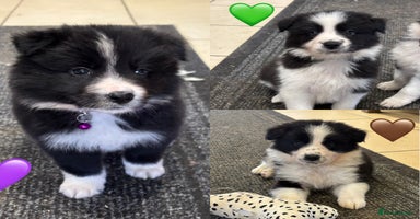 Border Collie dogs - Advert 1