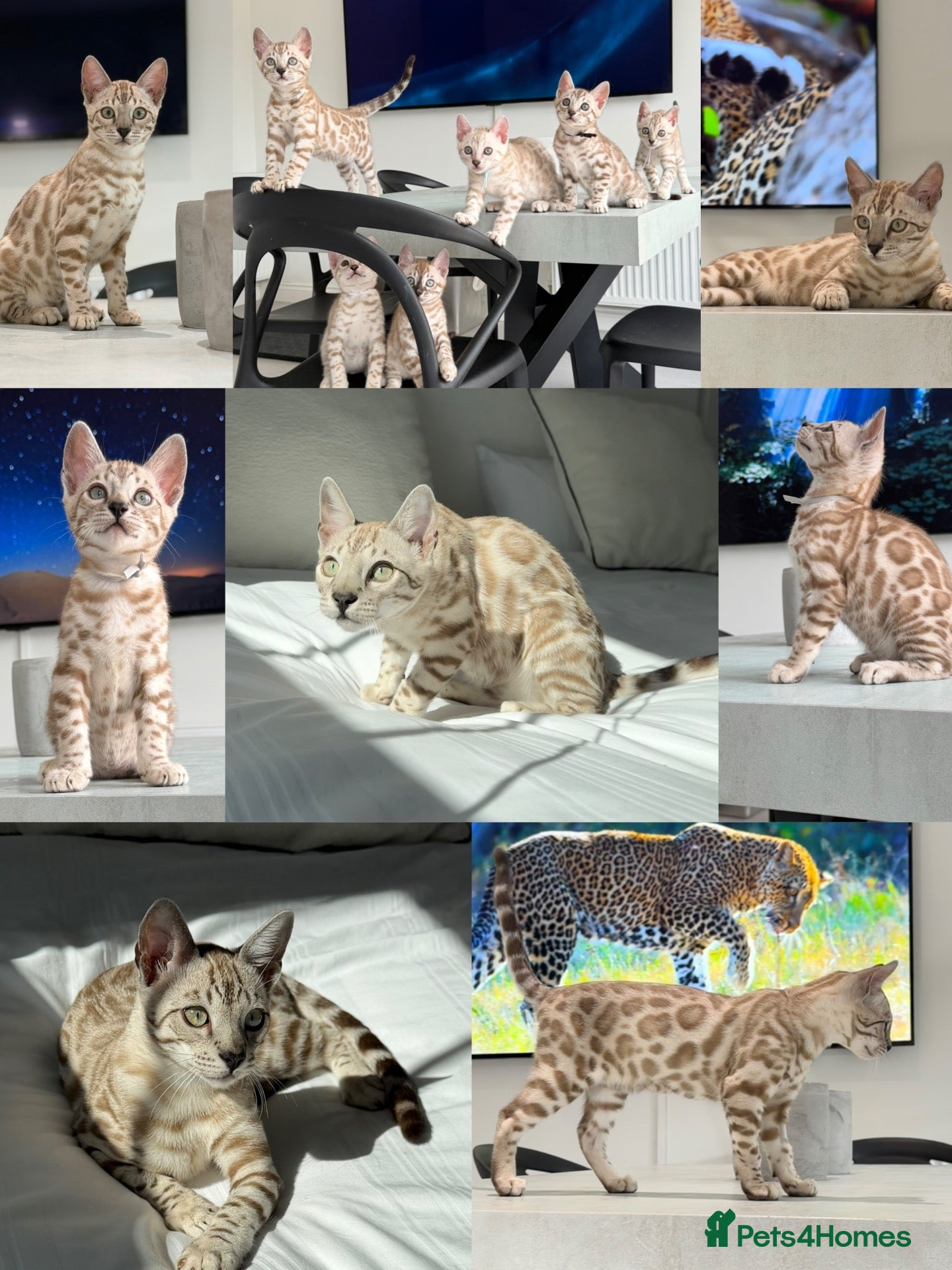 Bengal cats Two Kittens Left! Full Pedigree Snow TICA Bengals - Advert 1