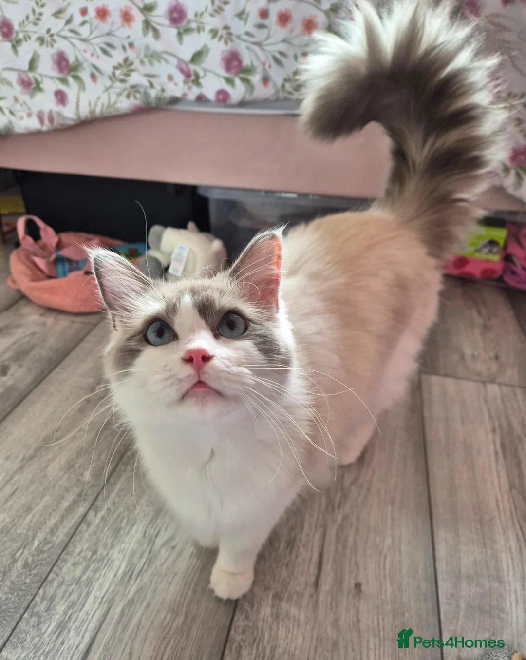 Ragdoll cats for sale: Bi-Colour male Ragdoll - Advert 2