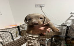 Dachshund dogs for sale: Dutch hound Puppys Miniature - Image 3