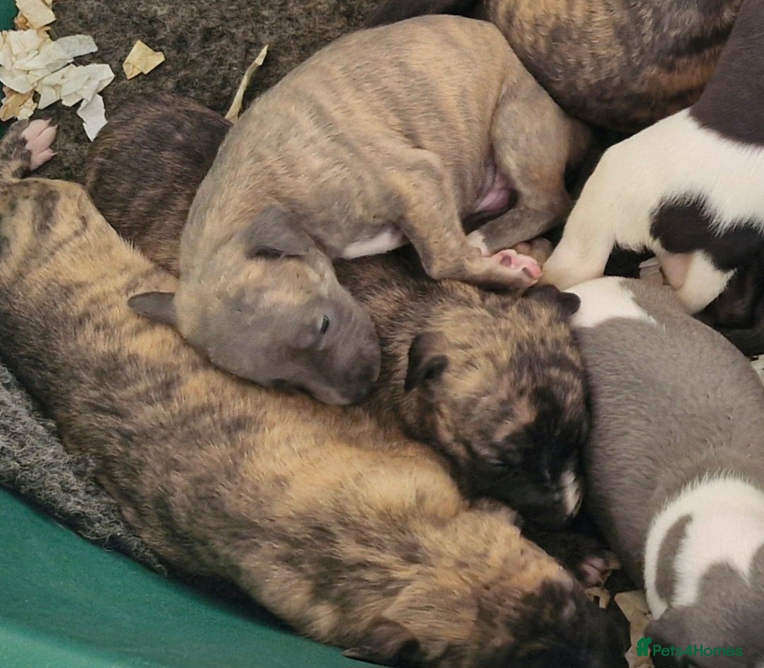 Whippet dogs for sale: Five Star KC Whippet Puppies - Image 11