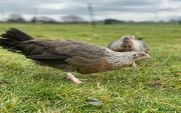 Mixed Breed birds for sale: Point of lay Hens & Pullets – VARIOUS BREEDS 🦚  - Image 9