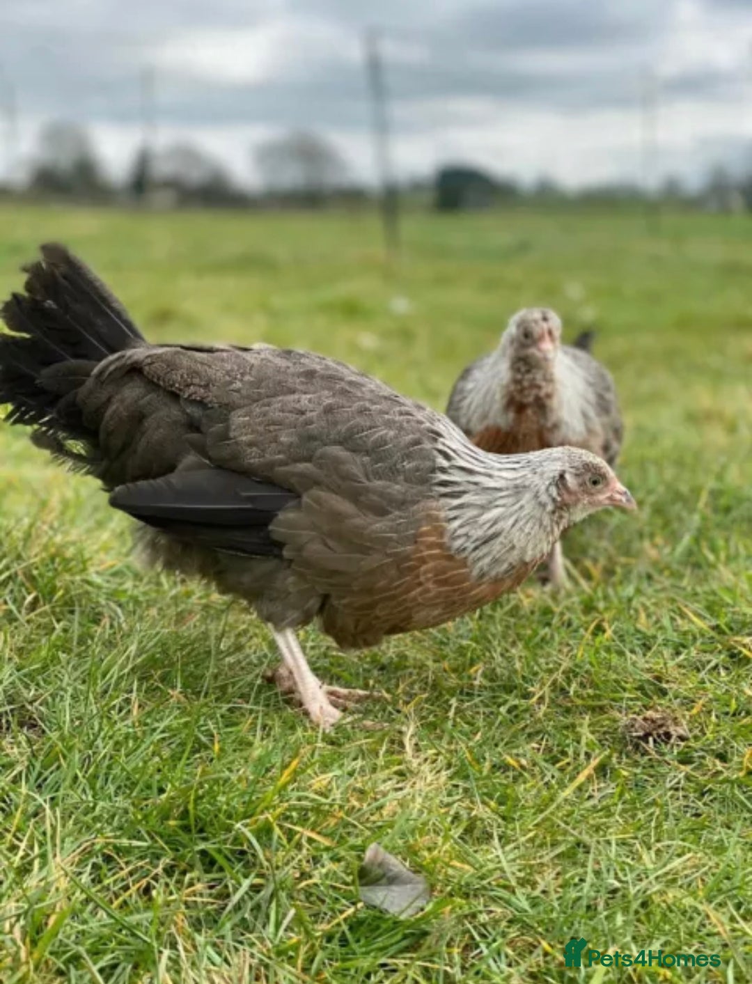 Mixed Breed birds for sale: Point of lay Hens & Pullets – VARIOUS BREEDS 🦚  - Image 9