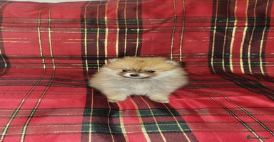 Pomeranian dogs Pomeranian Puppies  - Advert 3