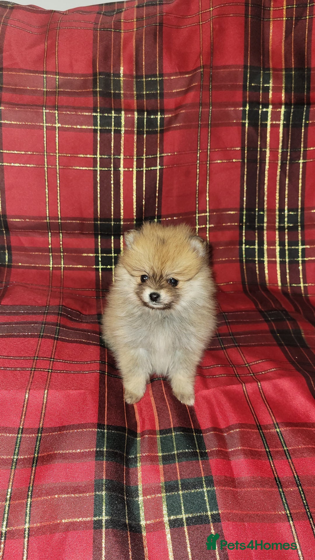 Pomeranian dogs for sale: Pomeranian Puppies  - Advert 2