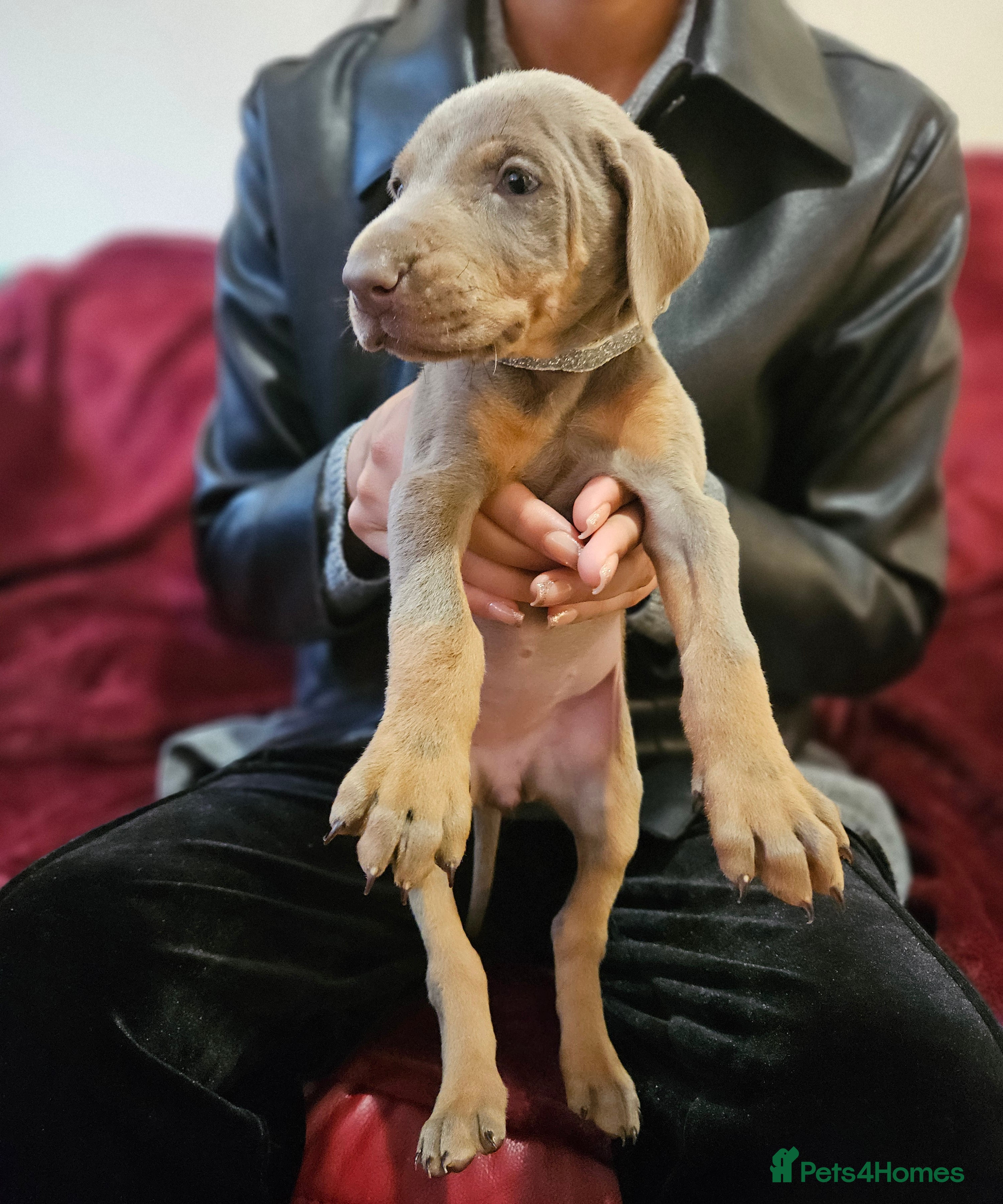 Dobermann dogs International Champ Bloodline Pups Ready 25thDEC - Advert 1