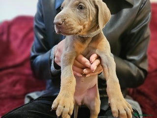 Dobermann dogs International Champ Bloodline Pups Ready 25thDEC - Advert 9