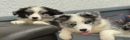 Border Collie dogs for sale: Stunning KC Registered Border Collie Puppies  - Advert 7
