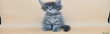 Silver girl