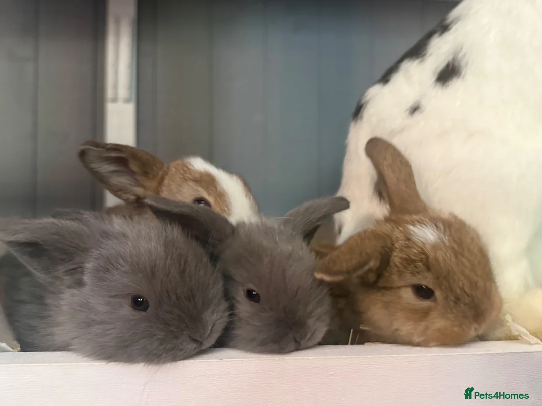 Mini Lop rabbits for sale: Beautiful mini lop babies  - Advert 1