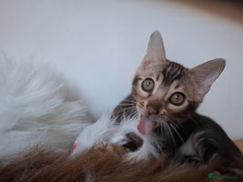 Bengal cats Wonderful bengal kittens TICA registered - Advert 4