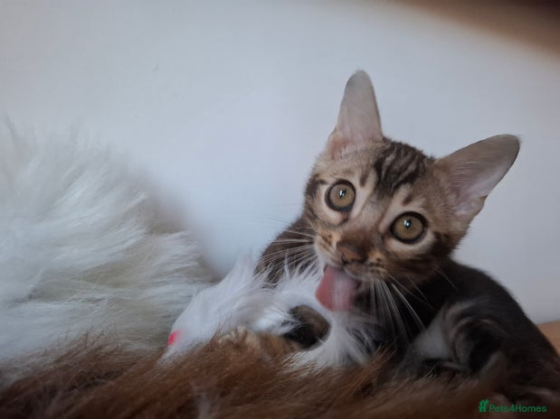 Bengal cats Wonderful bengal kittens TICA registered - Advert 3