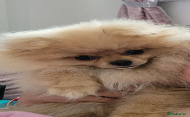 Pomeranian dogs - Advert 2