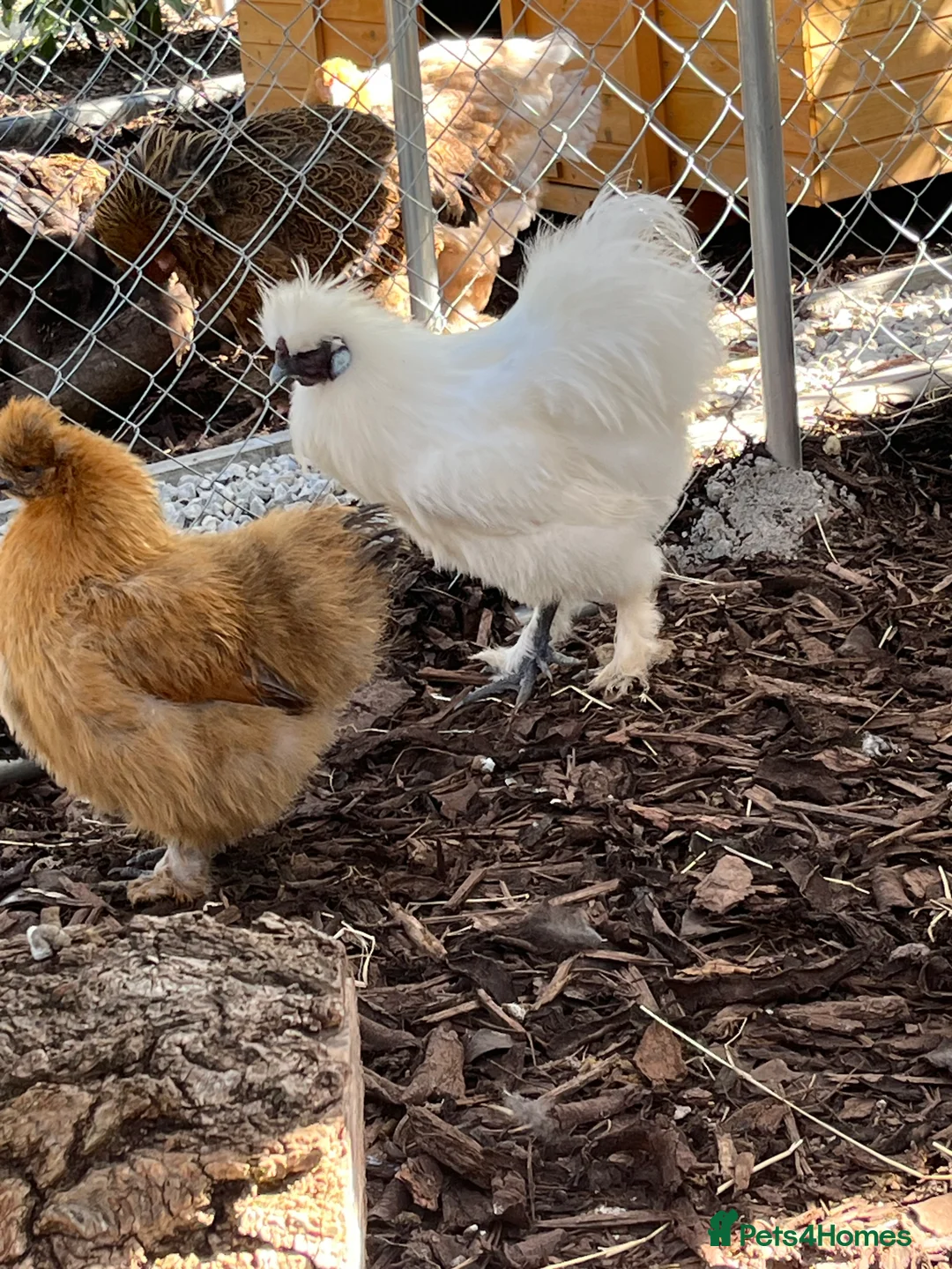 Chickens poultry for sale: Silkie cockerels for sale  - Advert 5