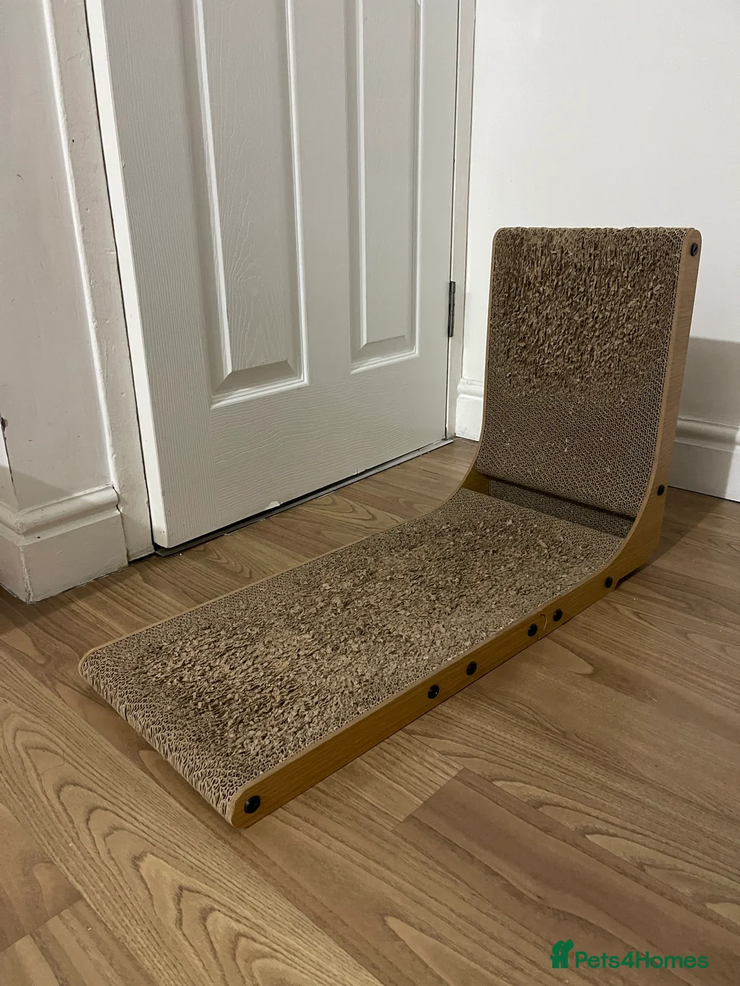 Domestic Shorthair cats for sale: Beautiful Ginger Domestic Short Hair in London - Advert 8