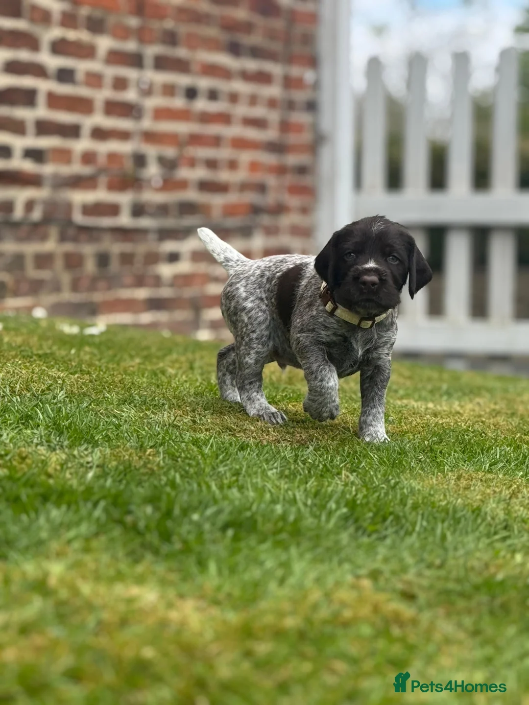 German Wirehaired Pointer dogs for sale: COLLECTION THIS WEEKEND 🤍 KC REG GWP’s.  - Advert 20