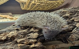Pygmy Hedgehog rodents for sale: Baby Lesser Tenrecs available  - Image 5