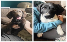 Mixed Breed dogs for sale: Springer x Labcolliex pups Vet health Checked in Carmarthen - Image 2