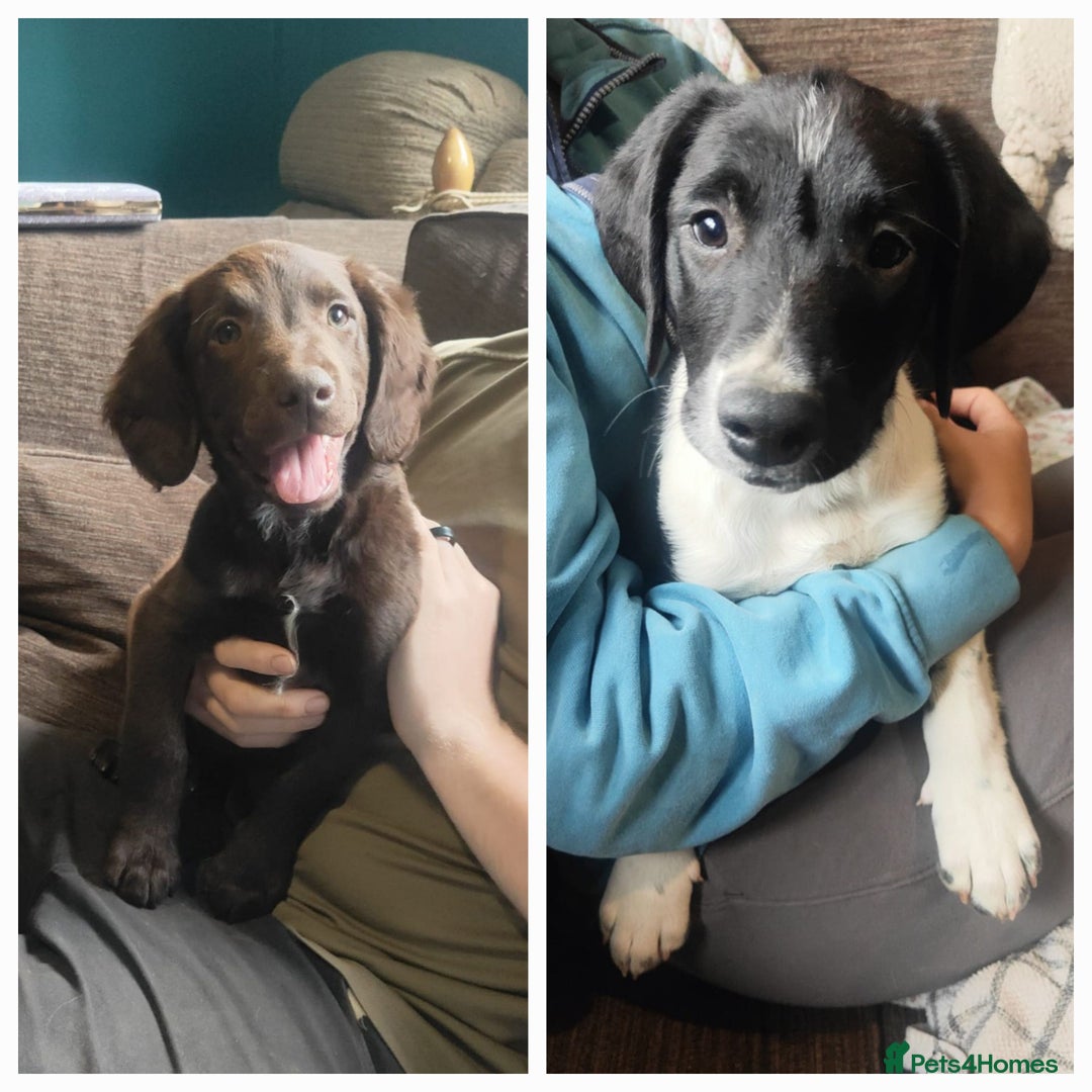 Mixed Breed dogs for sale: Springer x Labcolliex pups Vet health Checked in Carmarthen - Image 2