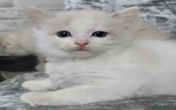 Ragdoll cats for sale: STUNNING RAGDOLL MALE KITTENS - Image 6