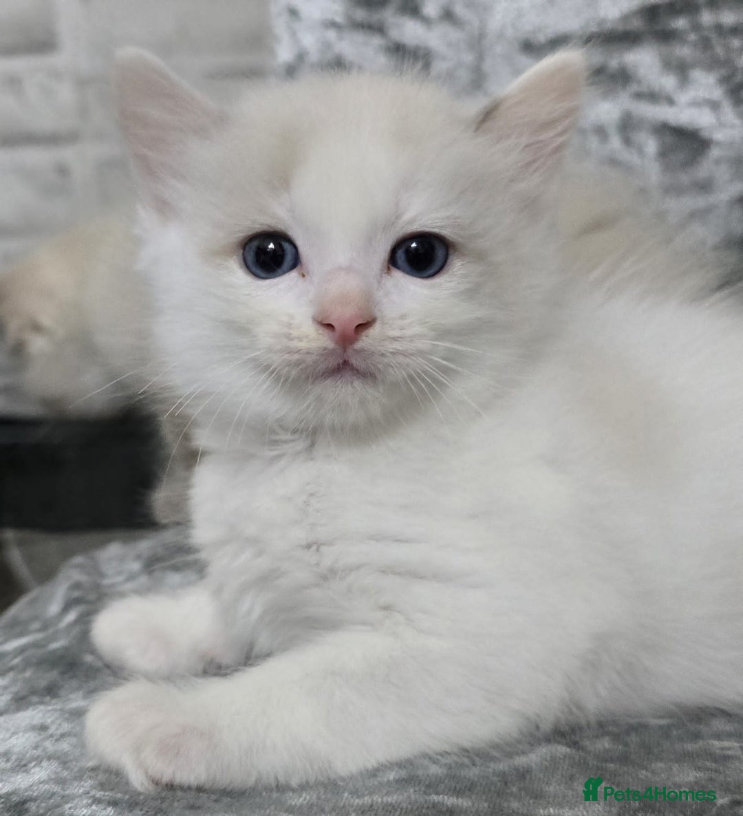 Ragdoll cats for sale: STUNNING RAGDOLL MALE KITTENS - Image 6