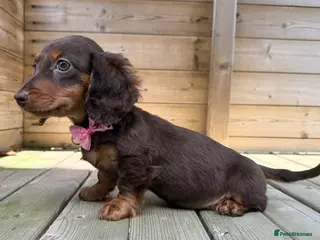 Miniature Dachshund dogs Stunning Longcoats 5 Star Reviews 5 Star Licensed - Advert 9