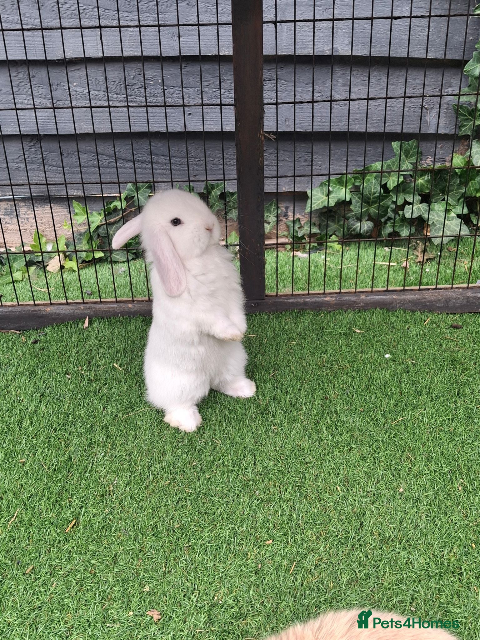 Mini Lop rabbits Beautiful Mini lops ❤️ - Advert 11