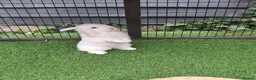 Mini Lop rabbits for sale: Beautiful Mini lops ❤️ - Advert 6