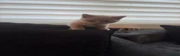 British Shorthair cats for sale: 3 gorgeous female lilac British shorthair kittens - Advert 9