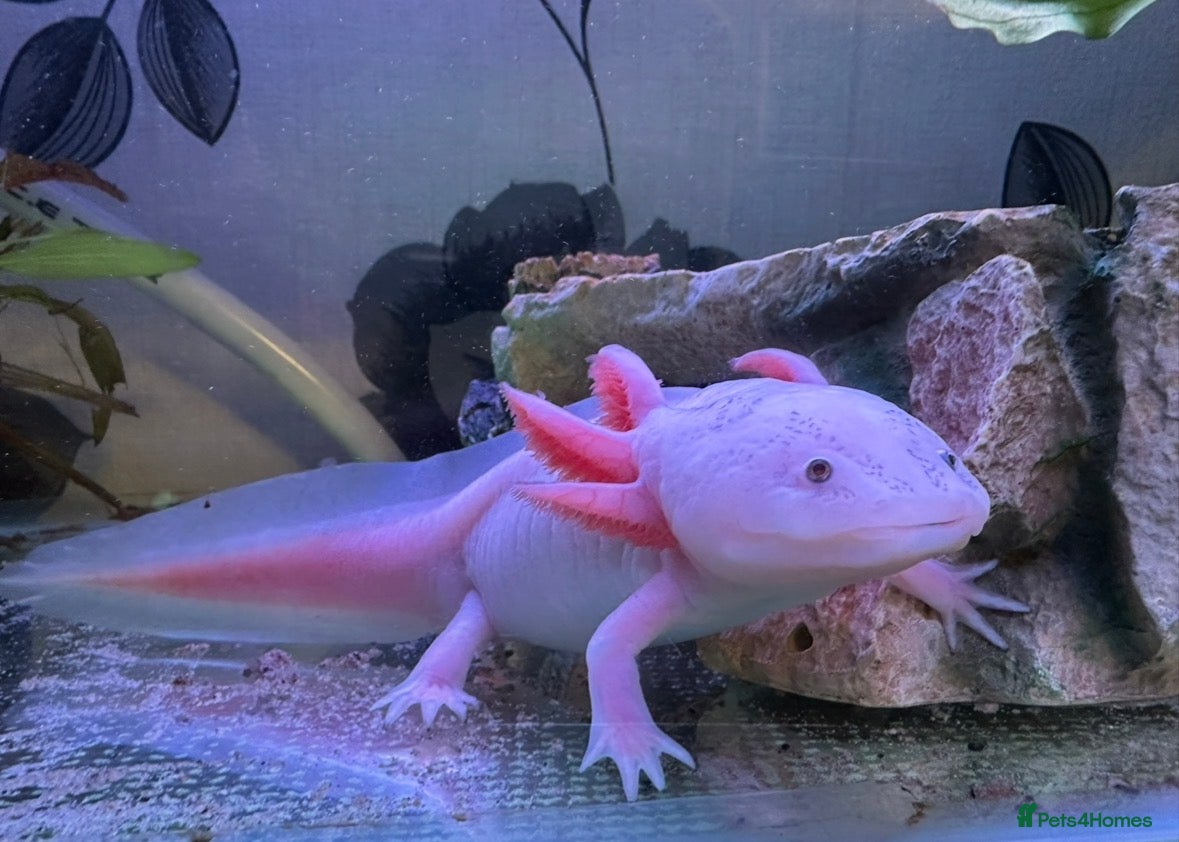 Cichlids fish CichlidS  - Advert 16