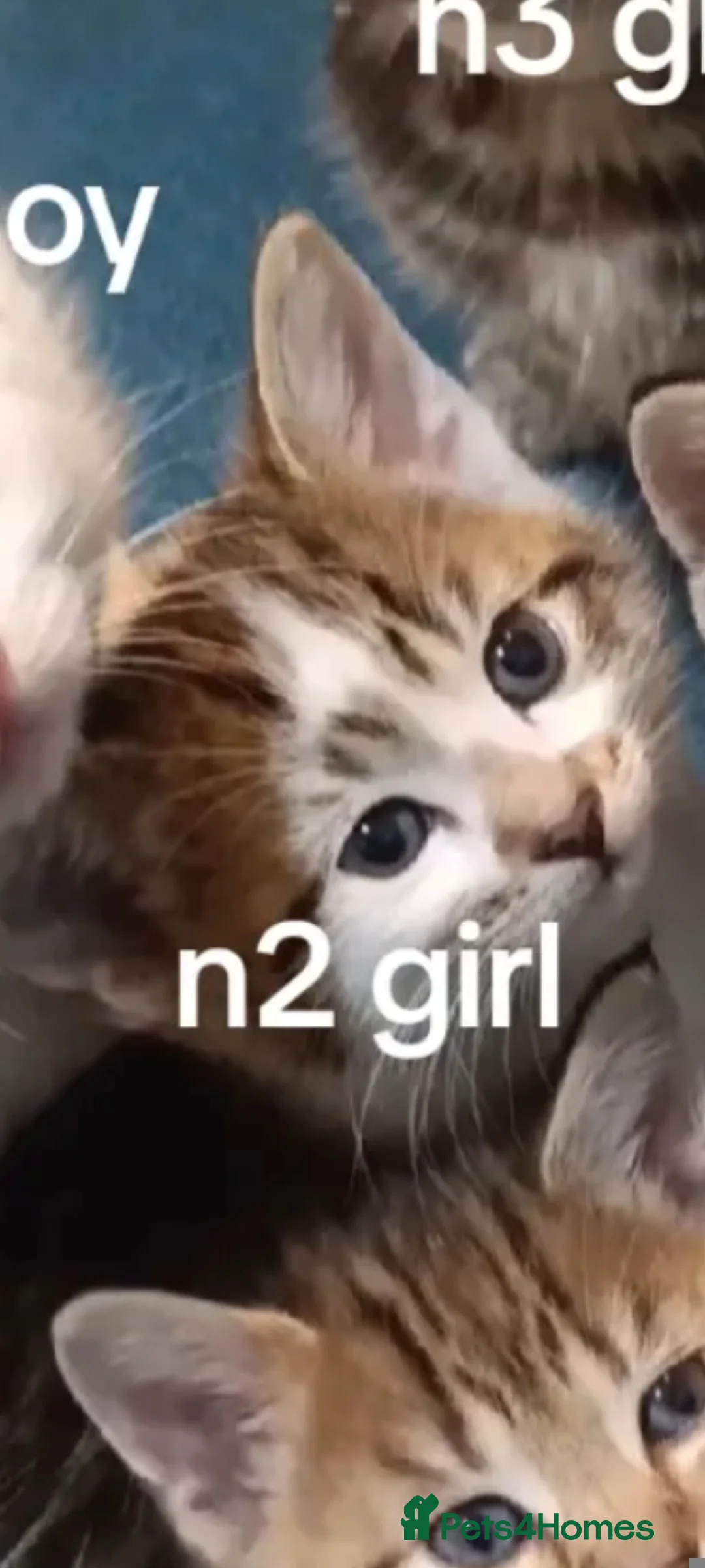 Toybob cats for sale: cat kittin  - Advert 19